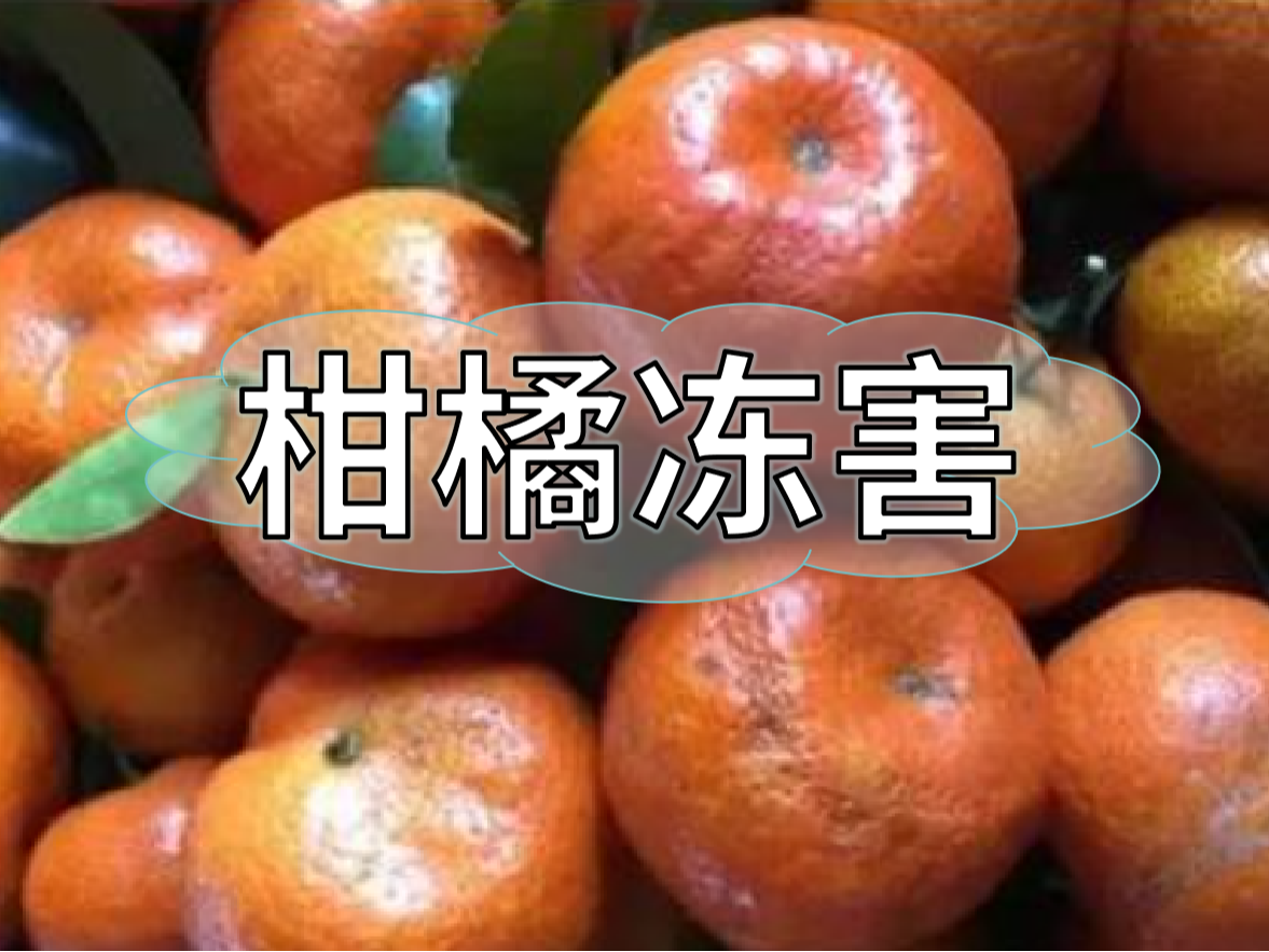 柑橘凍害難恢復(fù)，防凍提前做更重要