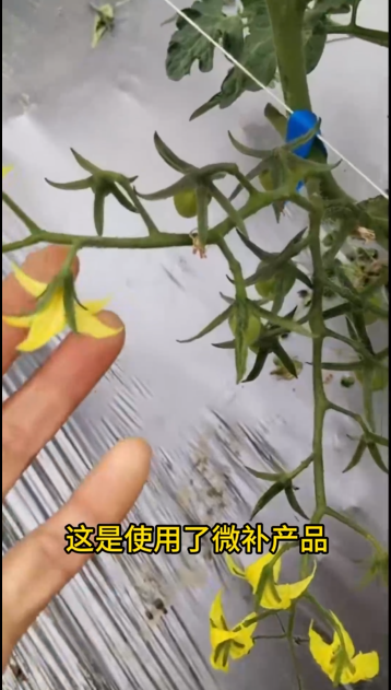 微補營養(yǎng)又淋又噴，圣女果花又粗又壯，非常漂亮