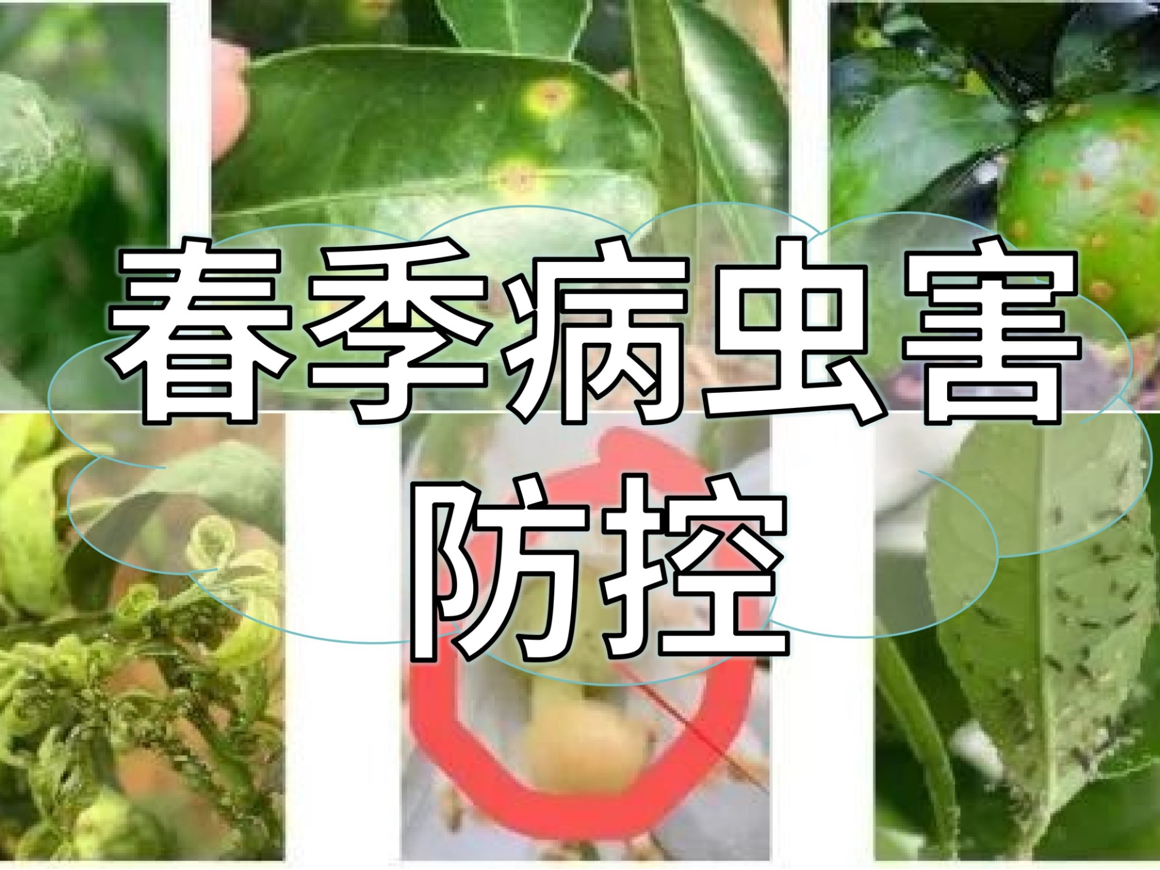 春季病蟲害高發(fā)，這個(gè)方法防控成本低效果好