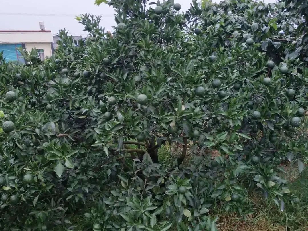 柑橘膨大期，土壤調酸與施膨果肥一樣重要
