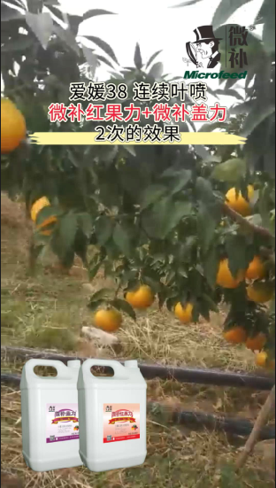 愛(ài)媛38 連續(xù)葉噴微補(bǔ)紅果力+微補(bǔ)蓋力2次的效果