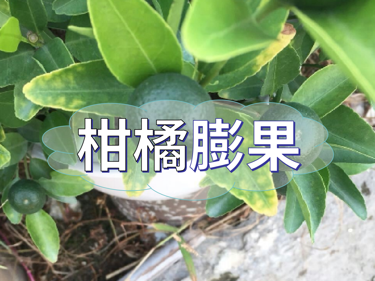柑橘<i style='color:red'>膨果</i>慢？<i style='color:red'>膨果</i>并非多補鉀這么簡(jiǎn)單！