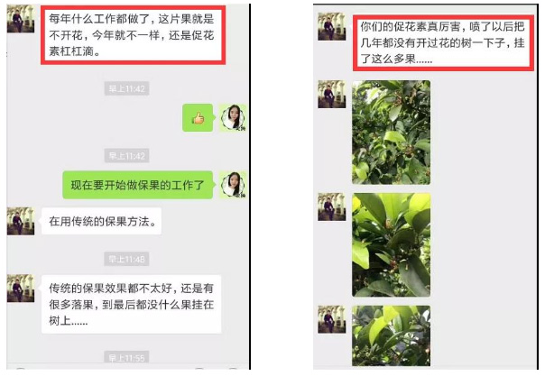 秋梢期，柑橘果農都在做這件事……
