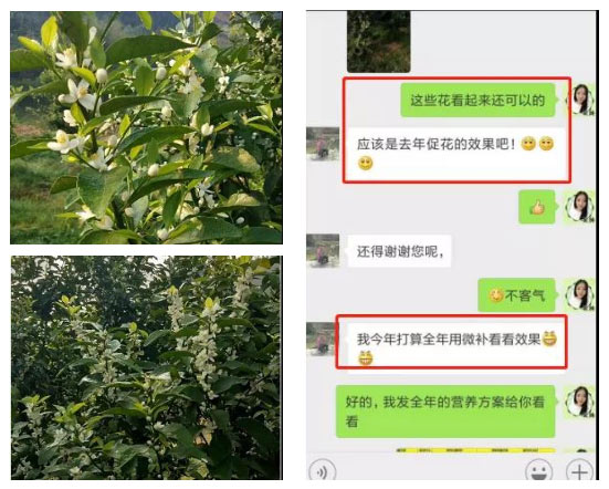 秋梢期，柑橘果農都在做這件事……