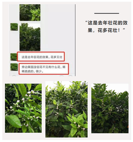 秋梢期，柑橘果農都在做這件事……