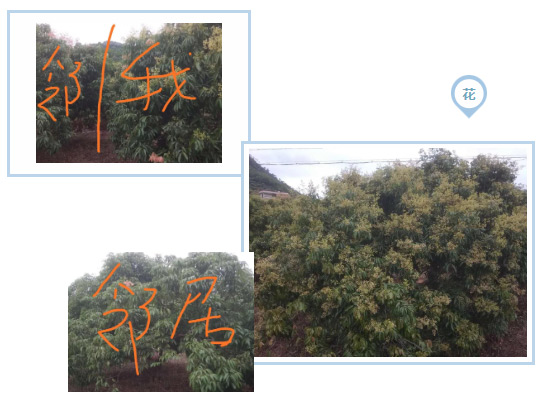 荔枝園連年高產(chǎn)，秘訣在這里