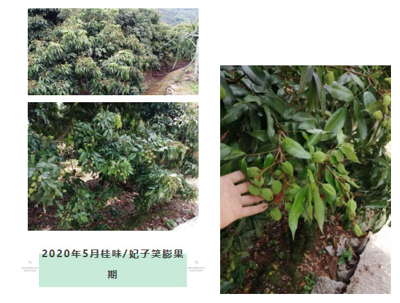 荔枝園連年高產(chǎn)，秘訣在這里