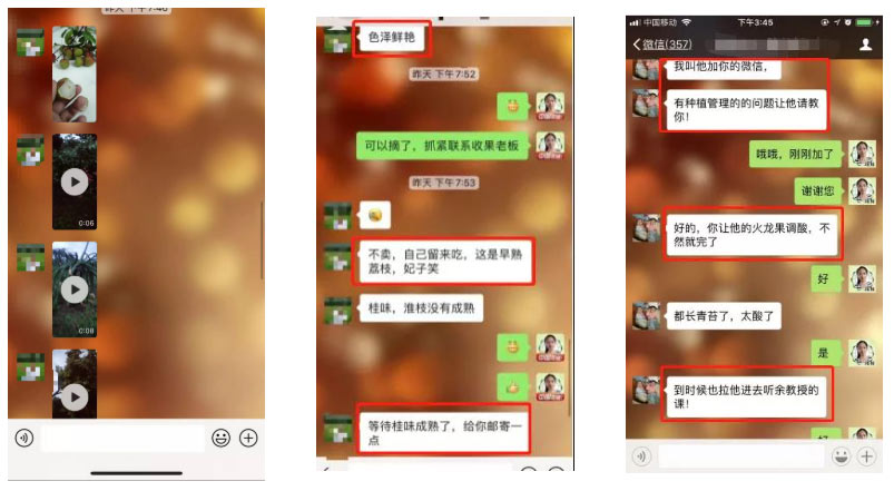 荔枝園連年高產(chǎn)，秘訣在這里