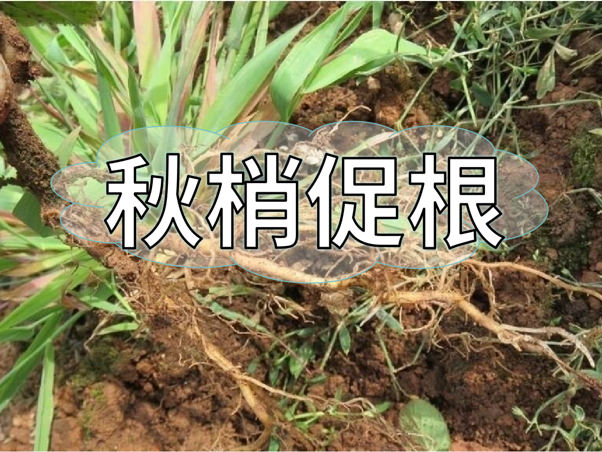 秋季促梢壯梢忙，<i style='color:red'>促根</i>養根才是第一步