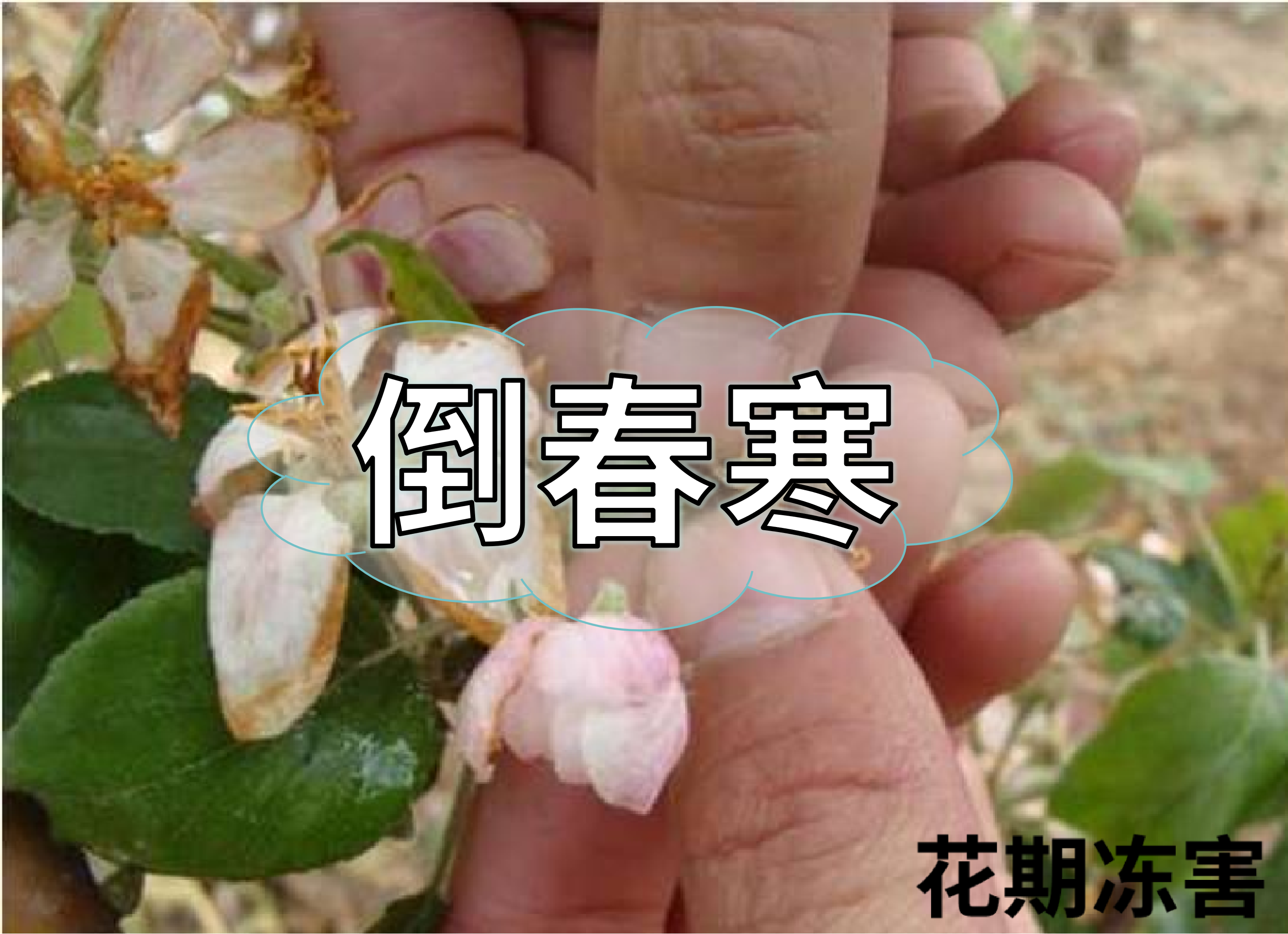 警惕倒春寒，如何預(yù)防倒春寒對農(nóng)作物的影響？